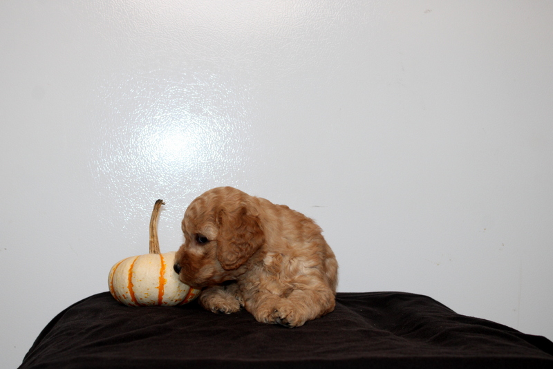 puppy, for, sale, Mini Golden Doodle F2, Matthew B. Stoltzfus, dog, breeder, Gap, PA, dog-breeder, puppy-for-sale, forsale, nearby, find, puppyfind, locator, puppylocator, aca